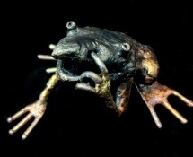 Frog 5